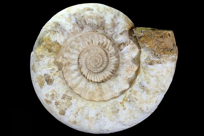 Monster, Jurassic Ammonite Fossil - (Special Price) #74848